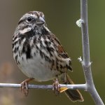 Sparrow.jpg