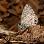 Hairstreak2.jpg