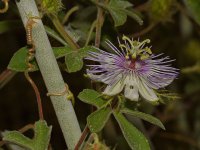 Passiflora.JPG
