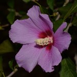PurpleFlower2.jpg