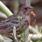 Finch2.jpg