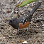 SpottedTowhee6.jpg
