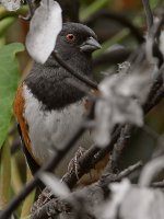 SpottedTowhee7.jpg