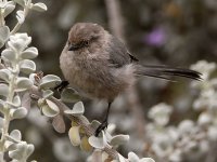 Tit.jpg