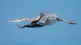 GBH-390.jpg