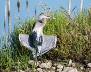 GBH-385.jpg