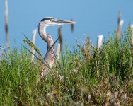GBH-386.jpg