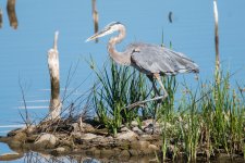 GBH-387.jpg