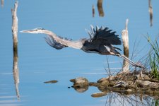 GBH-388.jpg