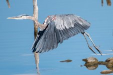 GBH-389.jpg