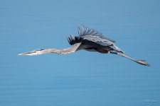 GBH-391.jpg