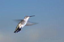 9-2-18-cr__D7K9830.jpg
