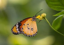 Butterflies 1-2.jpg