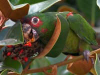 Parrot16.jpg
