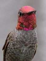 Hummer20.jpg