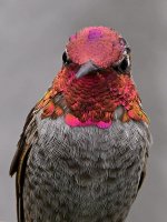 Hummer25.jpg