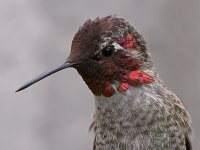 Hummer27.jpg