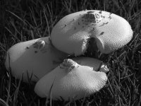 ShroomsBW.jpg