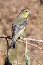 Goldfinch-340.jpg