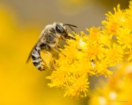 Bee-341.jpg