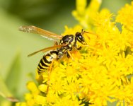 Wasp-340.jpg