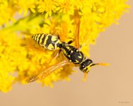 Wasp-341.jpg