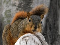 Squirrel.jpg