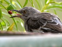 Mockingbird5.jpg