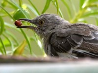 Mockingbird6.jpg