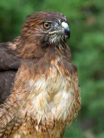 Hawk4.jpg
