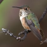Hummer28.jpg