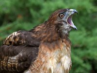Hawk10.jpg