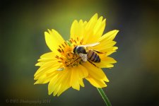 9-5-18-cr__D7K9949.jpg