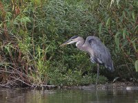 BlueHeron3.jpg