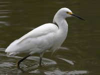 Egret.jpg