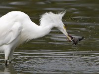 Egret6.jpg