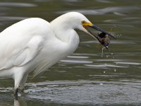Egret3.jpg