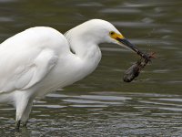 Egret4.jpg