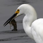 Egret9.jpg