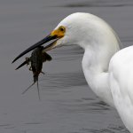 Egret11.jpg