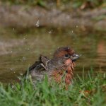Finch2.jpg