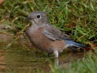 Bluebird2.jpg