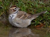 LarkSparrow4.jpg