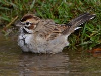 LarkSparrow7.jpg