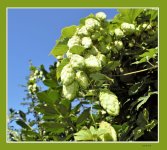 cascading hops.JPG