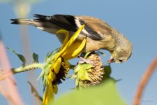 Goldfinch-376.jpg