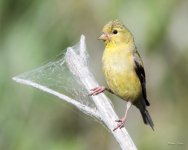 Goldfinch-377.jpg