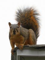 Squirrel.jpg