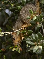 Squirrel3.jpg