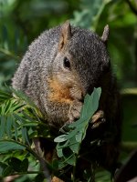 Squirrel5.jpg